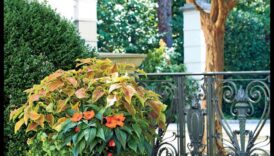 Dārza maģija: atklājiet konteineru apstādījumu noslēpumus