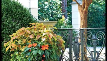 Dārza maģija: atklājiet konteineru apstādījumu noslēpumus